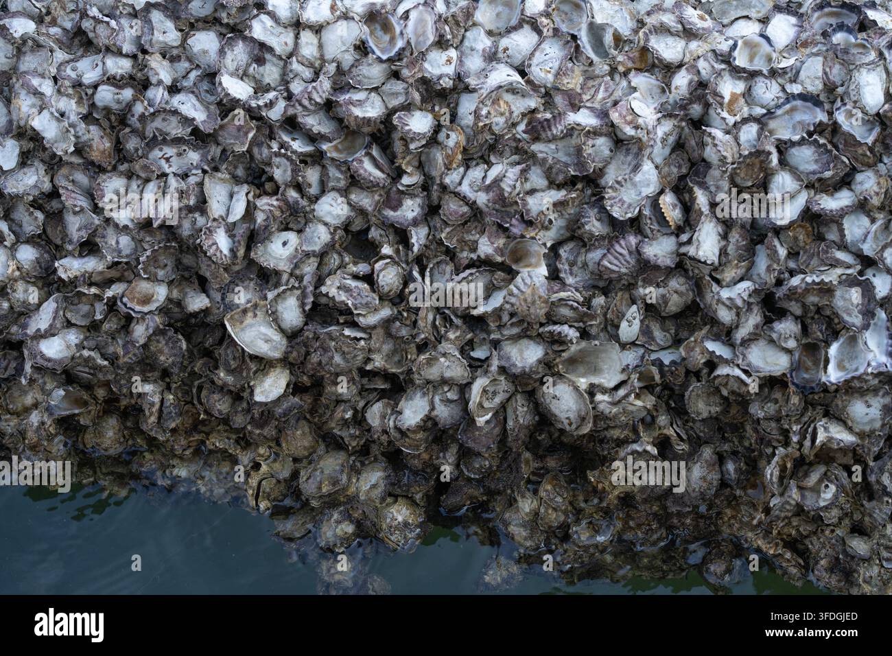 Dichter Klump von Austernschalen, die auf einer Küstenoberfläche wachsen. Natürliche Schalentextur und marine Aquakultur für Meeresfrüchte, Fischerei und Ökologie. Aquakultur Stockfoto