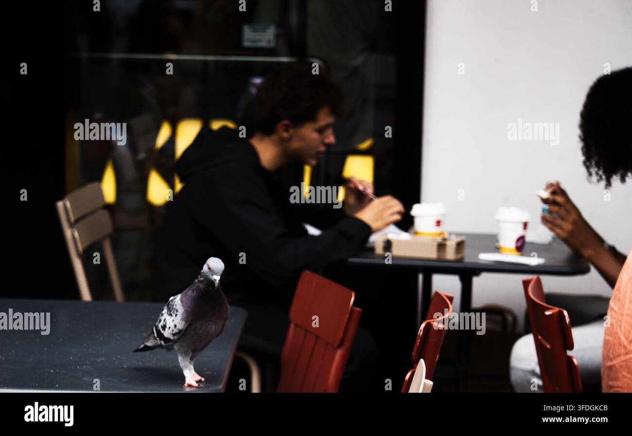 Eine Taube, die im Vordergrund auf einem Außentisch eines Cafés steht, während Menschen an nahegelegenen Tischen in Paris, Frankreich, essen. Stockfoto