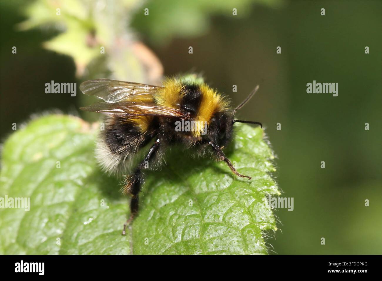 GARTENBOMBUS (Bombus hortorum) auf einem Brennnesselblatt, UK. Stockfoto