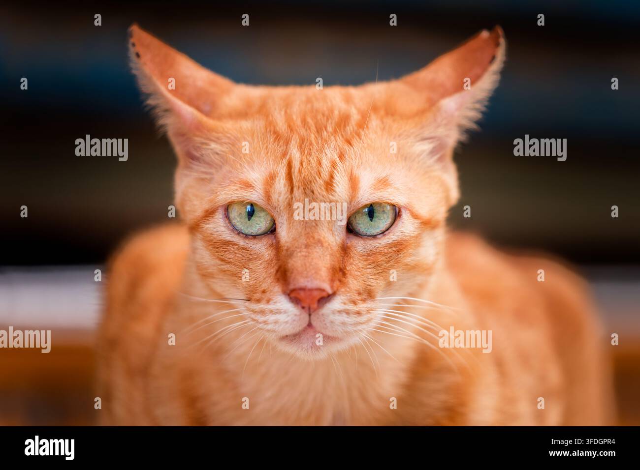 Nahaufnahme eines rotbraunen Katers mit grünen Augen, der in die Kamera starrt Stockfoto