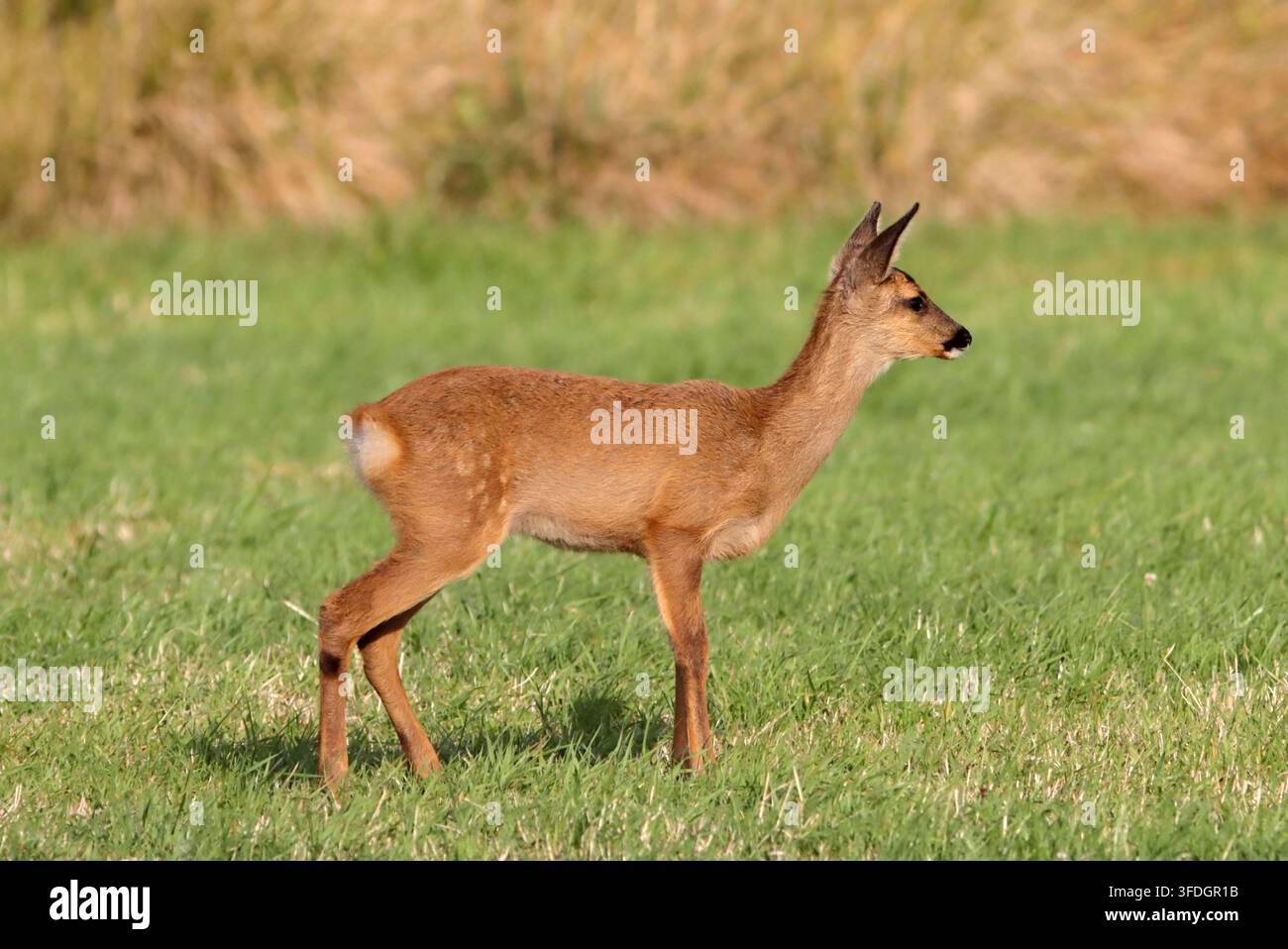 Junger REH (Capreolus capreolus) Fohlen oder Kitze, UK. Stockfoto