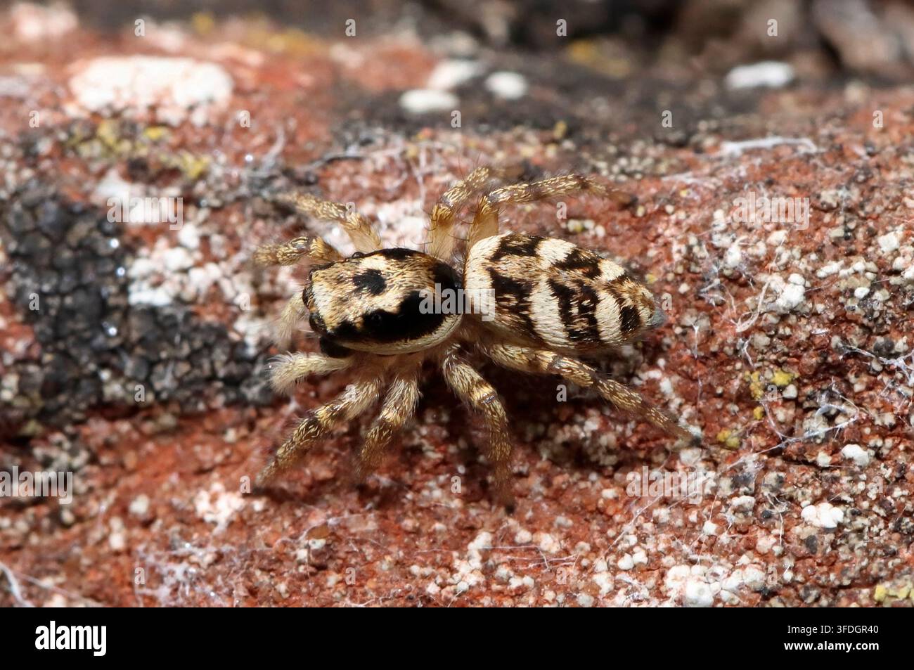 ZEBRA-SPRINGSPINNE an einer Wand, UK. Stockfoto