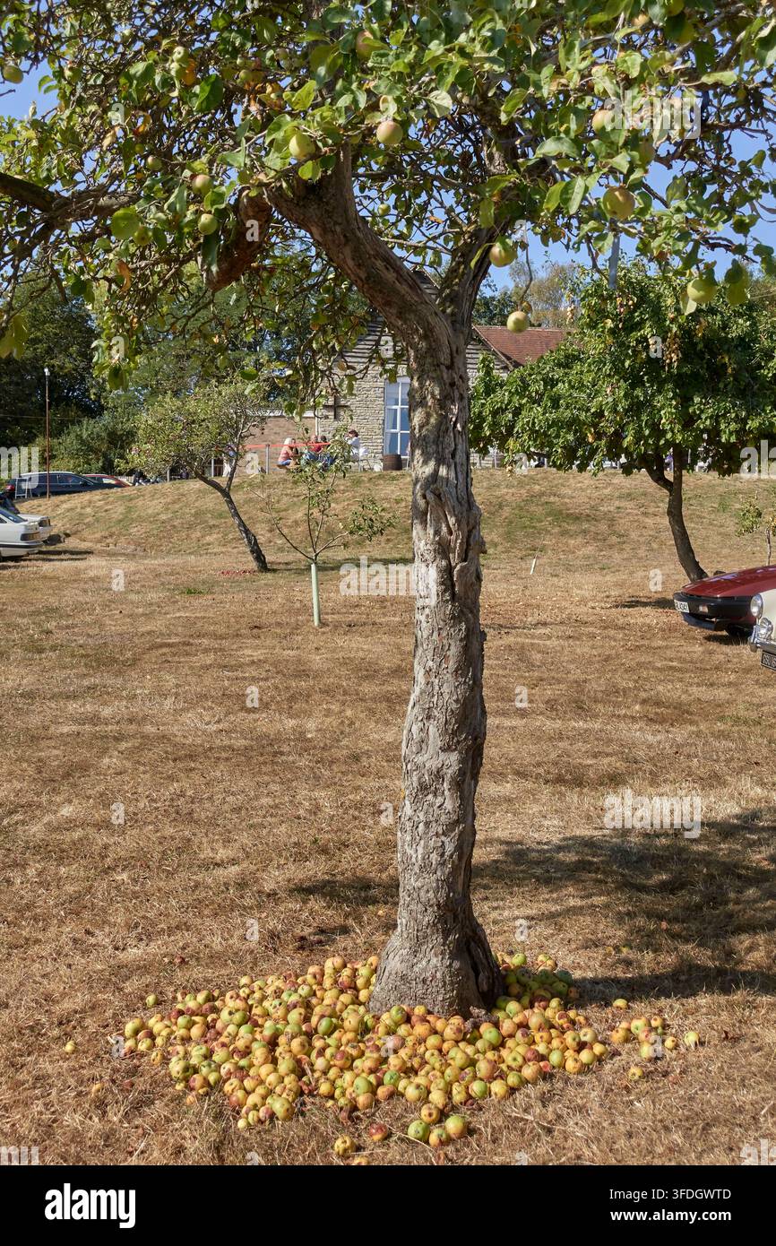 Konzept des berühmten Spruchs 'Der Apfel fällt nie weit vom Stamm' mit gefallenen Äpfeln auf dem Boden unter dem Baum. Windfalläpfel Stockfoto