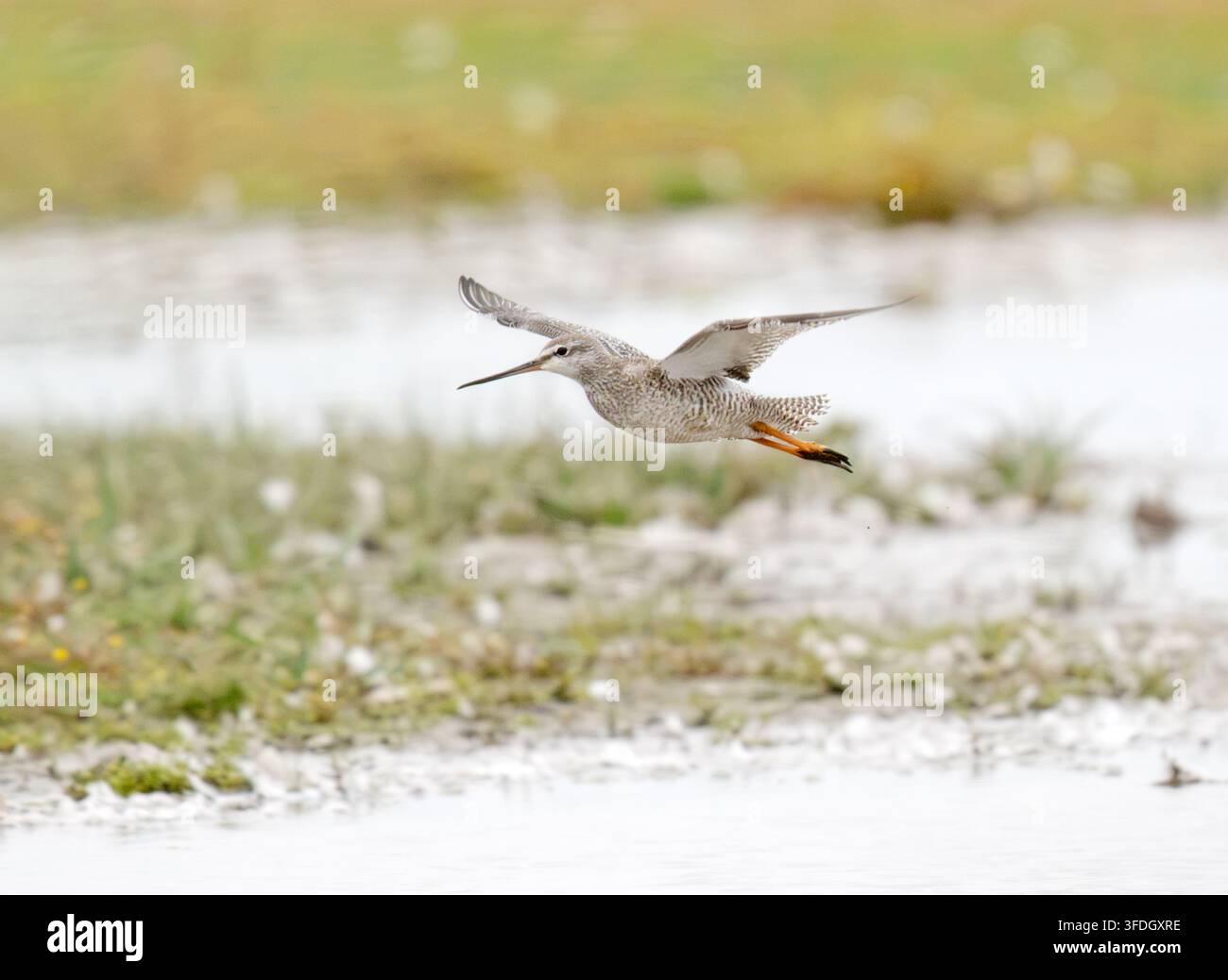 Bekannter Rotkehlchen Tringa erythropus im Flug Cley Norfolk Stockfoto