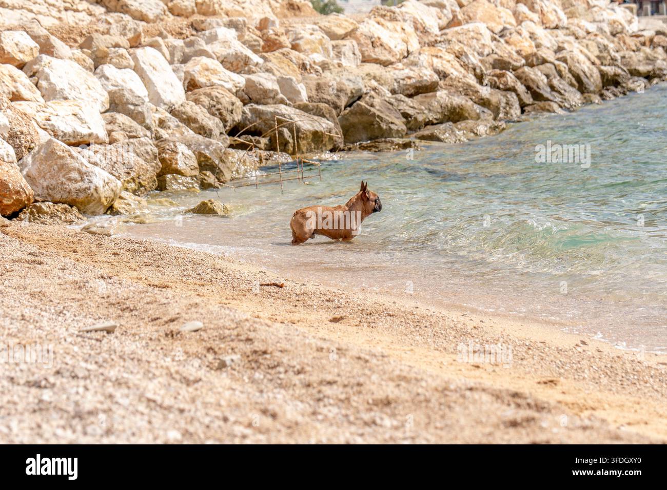 Französischer Bulldogge steht im flachen Meerwasser neben der felsigen Strandküste Stockfoto