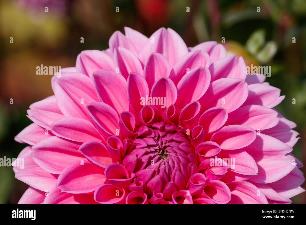 Makroaufnahme einer leuchtend rosa dekorativen Dahlia 'Sandra' (Kugelsorte) in einem sonnigen Garten. September 2023 Stockfoto