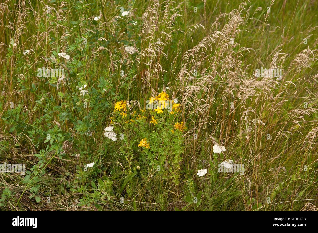 Sommerwiese mit blühendem Johanniskraut und Schafgarbe zwischen grünem Gras, Heilpflanzen, die in der traditionellen Medizin verwendet werden. Stockfoto