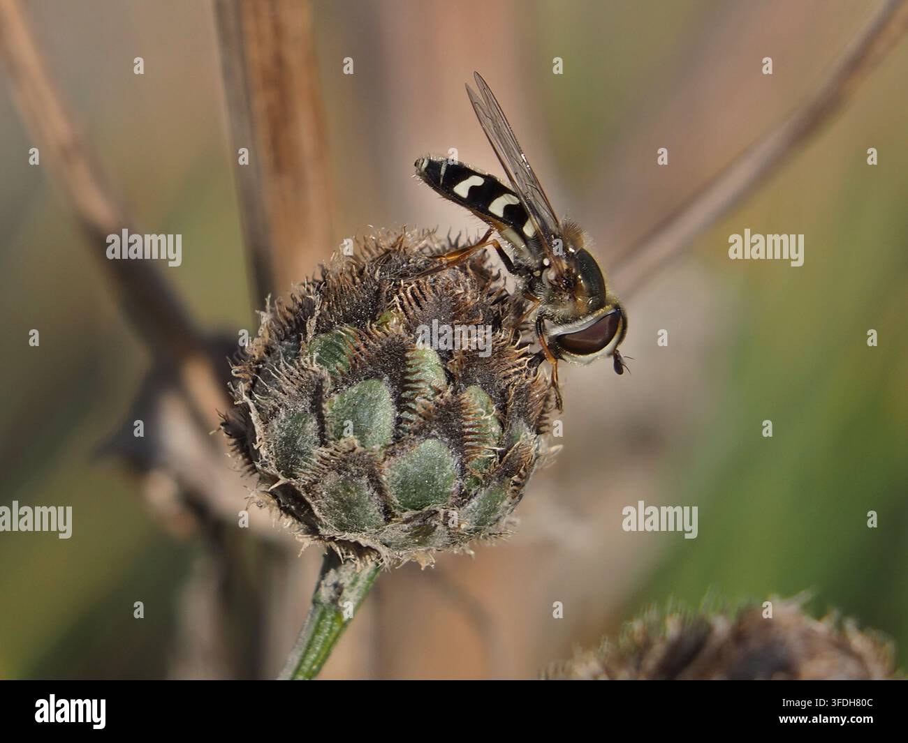 Isolierte Makroaufnahme einer Schwebfliege (Scaeva pyrastri), die an der Blütenkugel einer Großer Kopfschmerz (Centaurea scabiosa L.) in einem Feld in Deutschland forscht Stockfoto