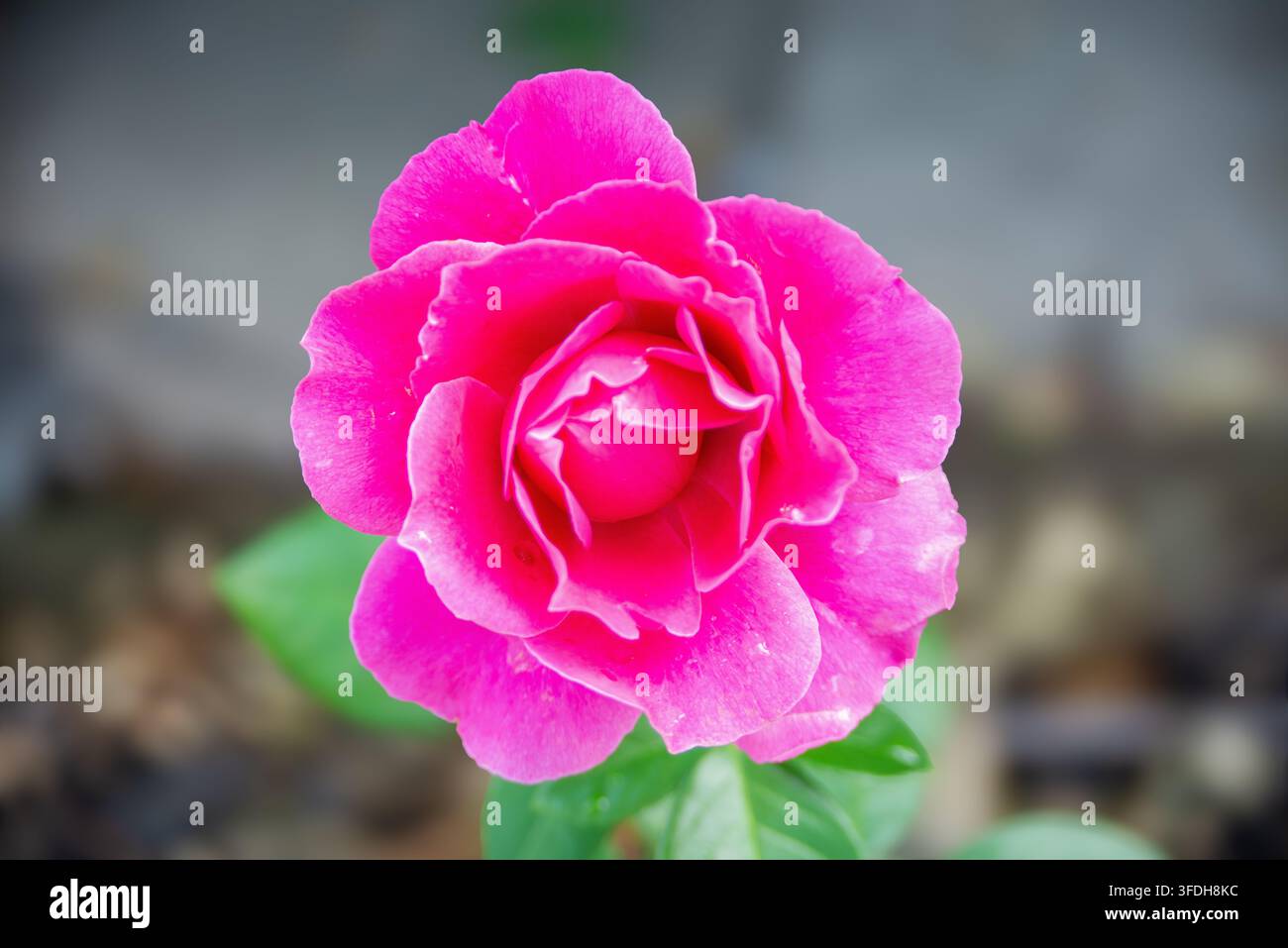 Eine rosa Rose würde unter jedem anderen Namen genauso süß duften und das Auge erfreuen Stockfoto