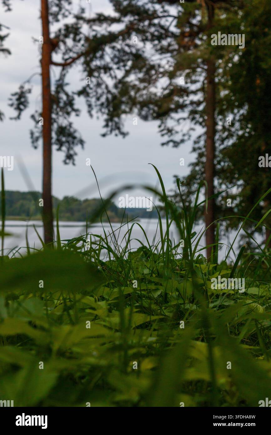 Die Schönheit der Natur an einem Sommertag Stockfoto