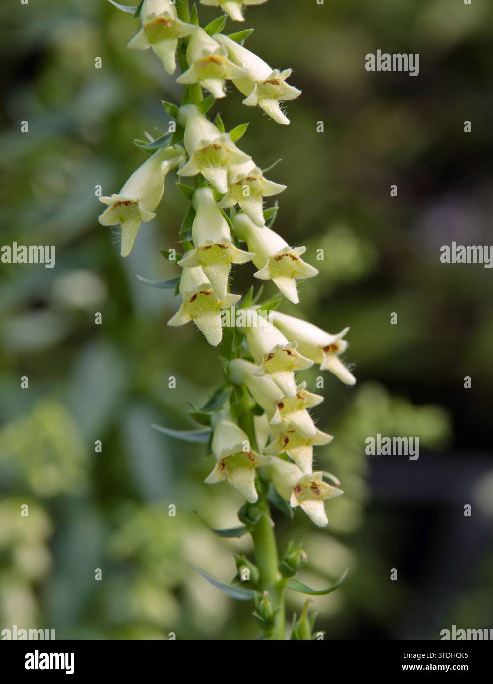 Fingerhut Lutea (Digitalis) Stockfoto