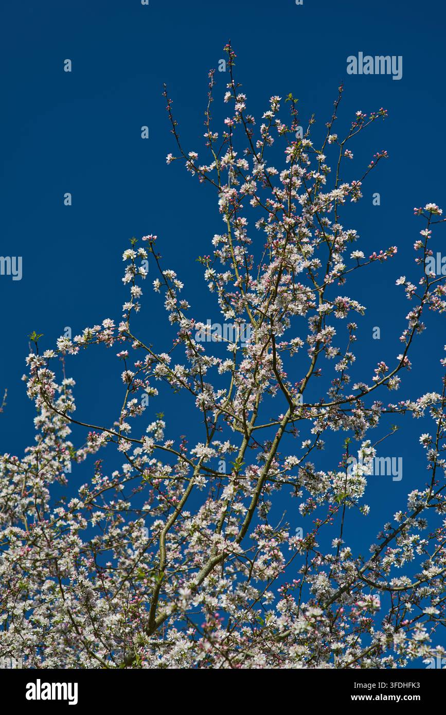 Apfelblüte mit blauem Himmel. Stockfoto