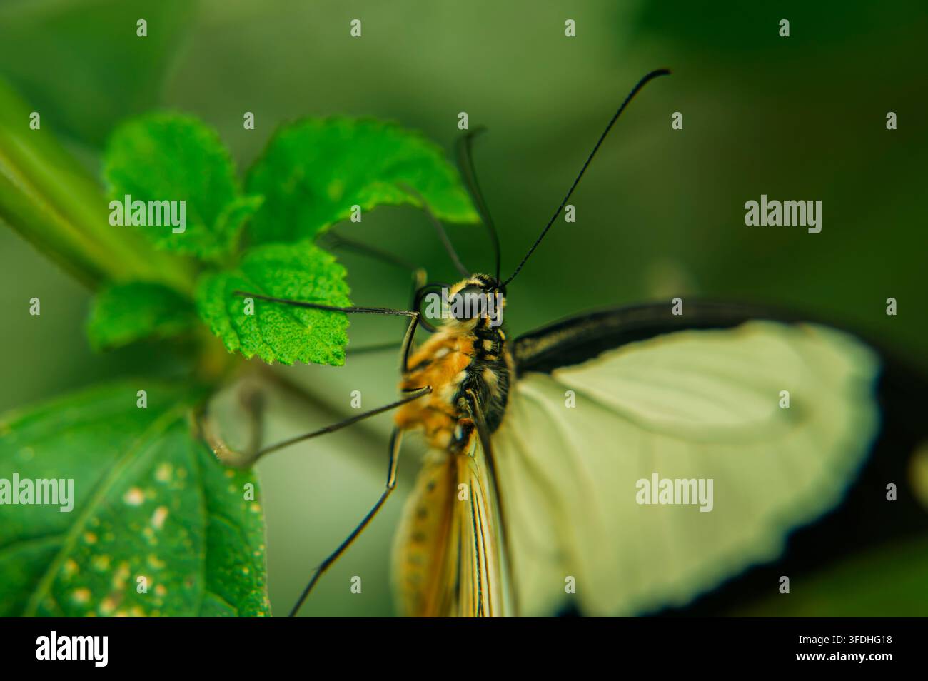 Weißer und gelber Schmetterling, der auf lebendigen grünen Blättern im Morgenlicht sitzt. Stockfoto