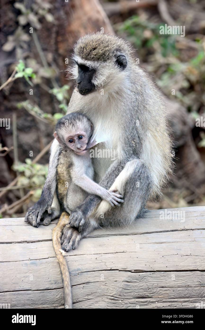 Lake Nakuru NP, Kenia, Afrika Stockfoto