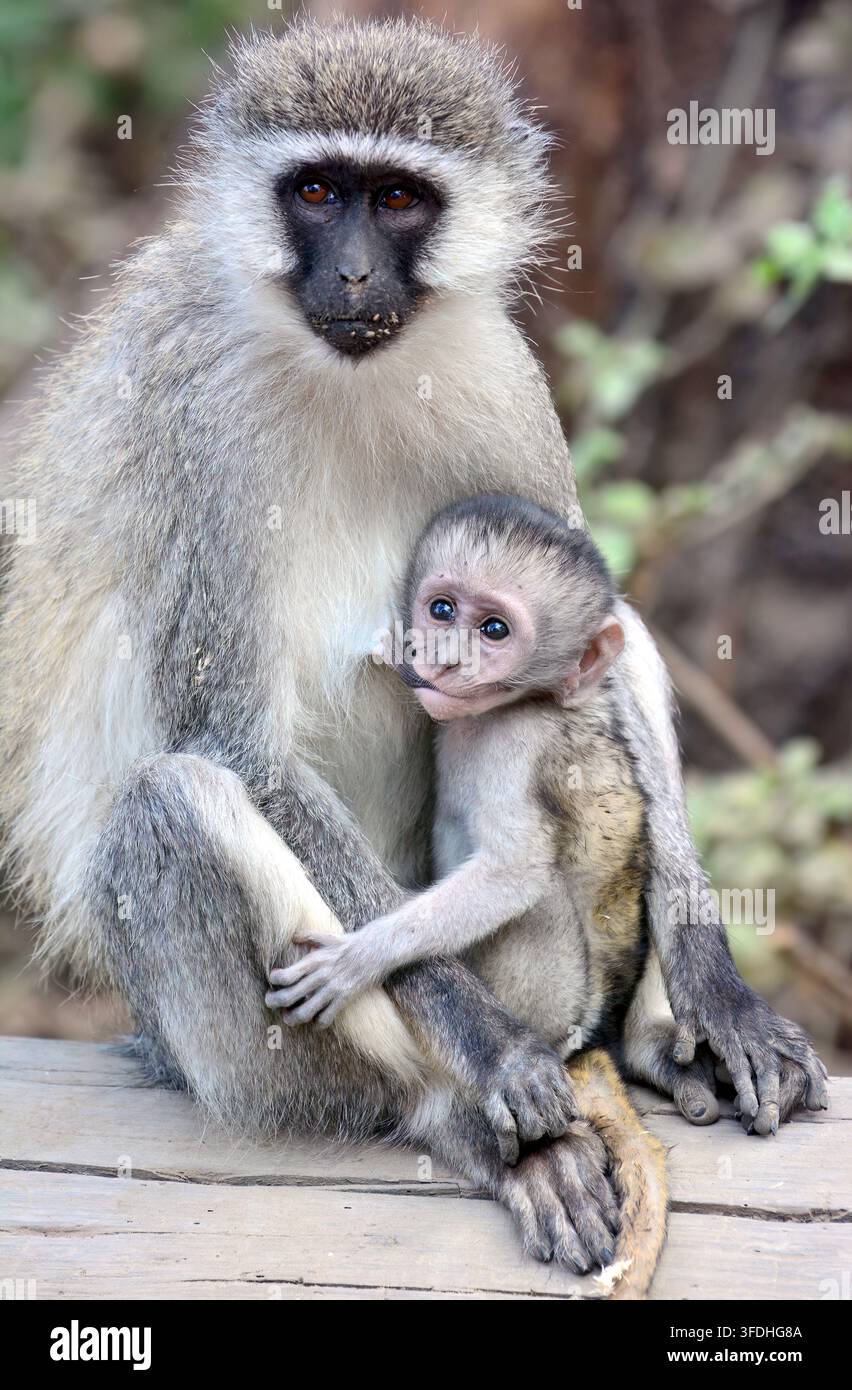 Lake Nakuru NP, Kenia, Afrika Stockfoto
