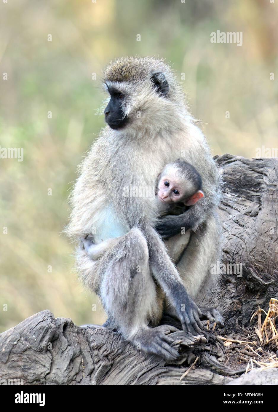 Lake Nakuru NP, Kenia, Afrika Stockfoto