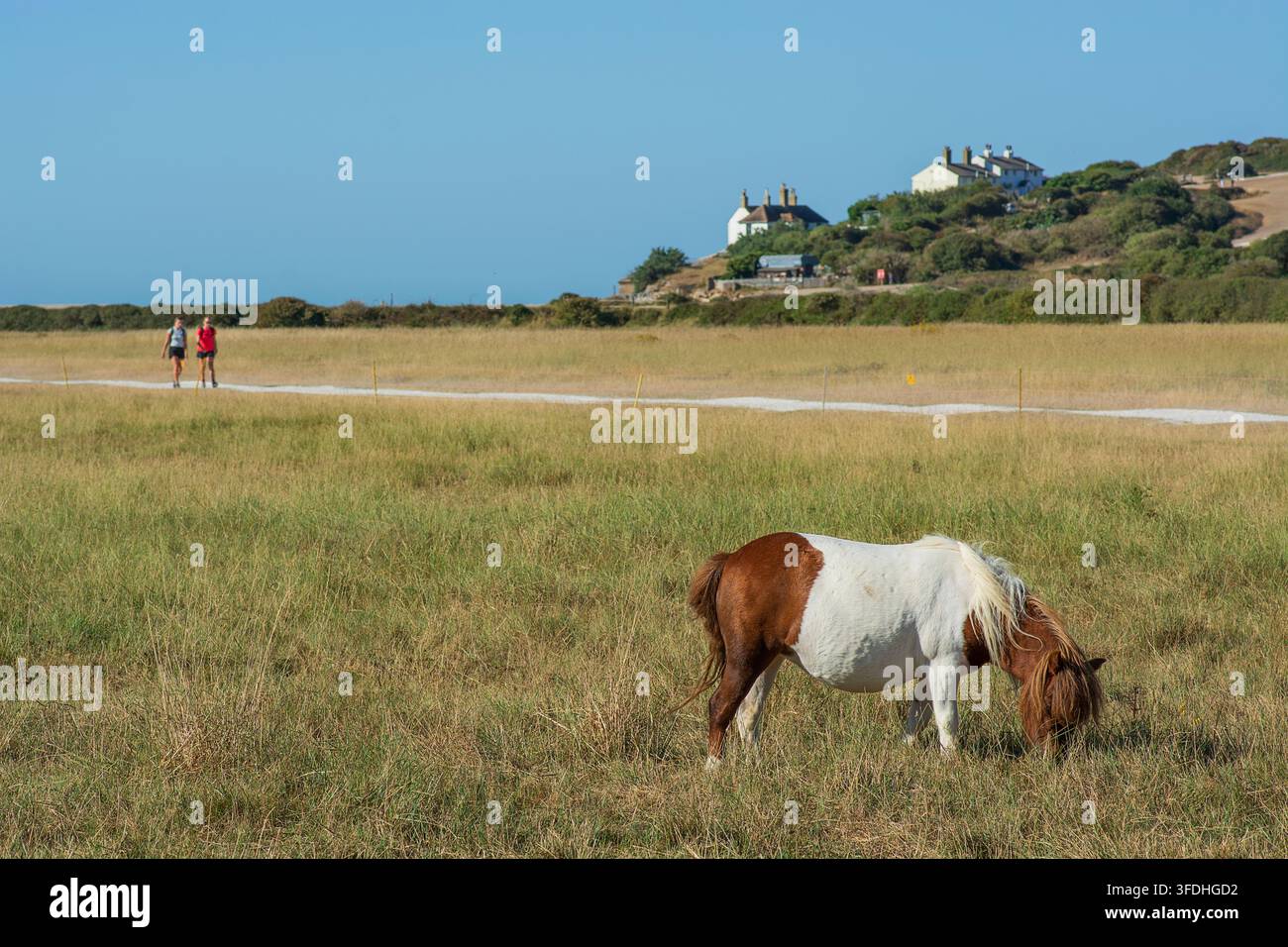 Ein einsames Pony grast im South Downs National Park mit den ikonischen Küstenwächterhäusern in der Ferne, East Sussex. Stockfoto