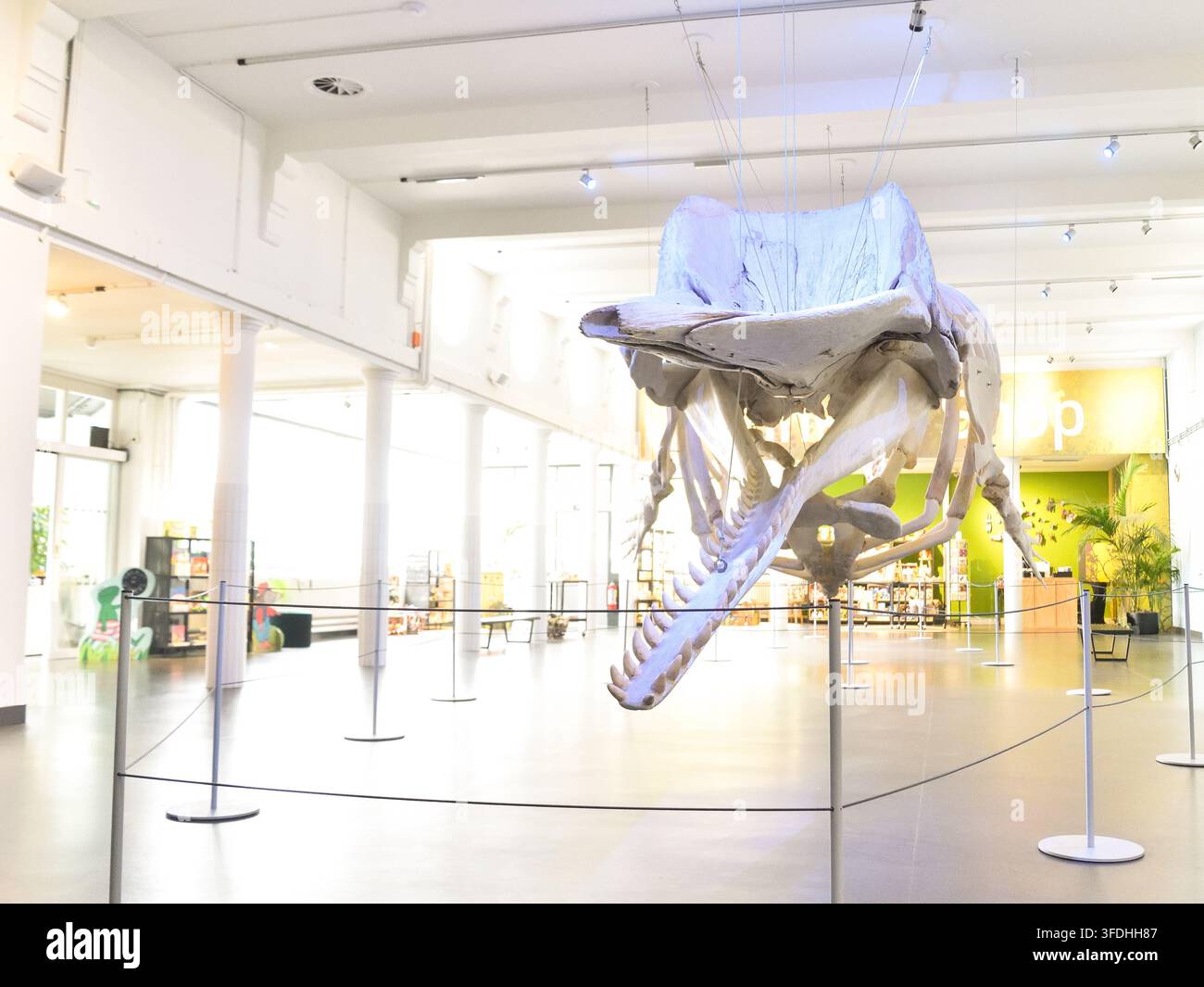 Spermwal-Skelett in einem niederländischen Naturkundemuseum, Niederlande Stockfoto