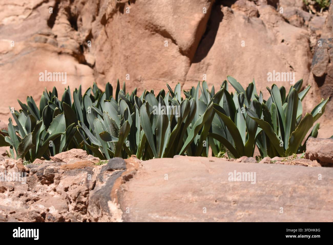 Üppige grüne Pflanzen gedeihen zwischen felsigem Gelände unter hellem Sonnenlicht und unterstreichen die Anpassungsfähigkeit der Vegetation in einer rauen Wüstenumgebung. Natur Stockfoto
