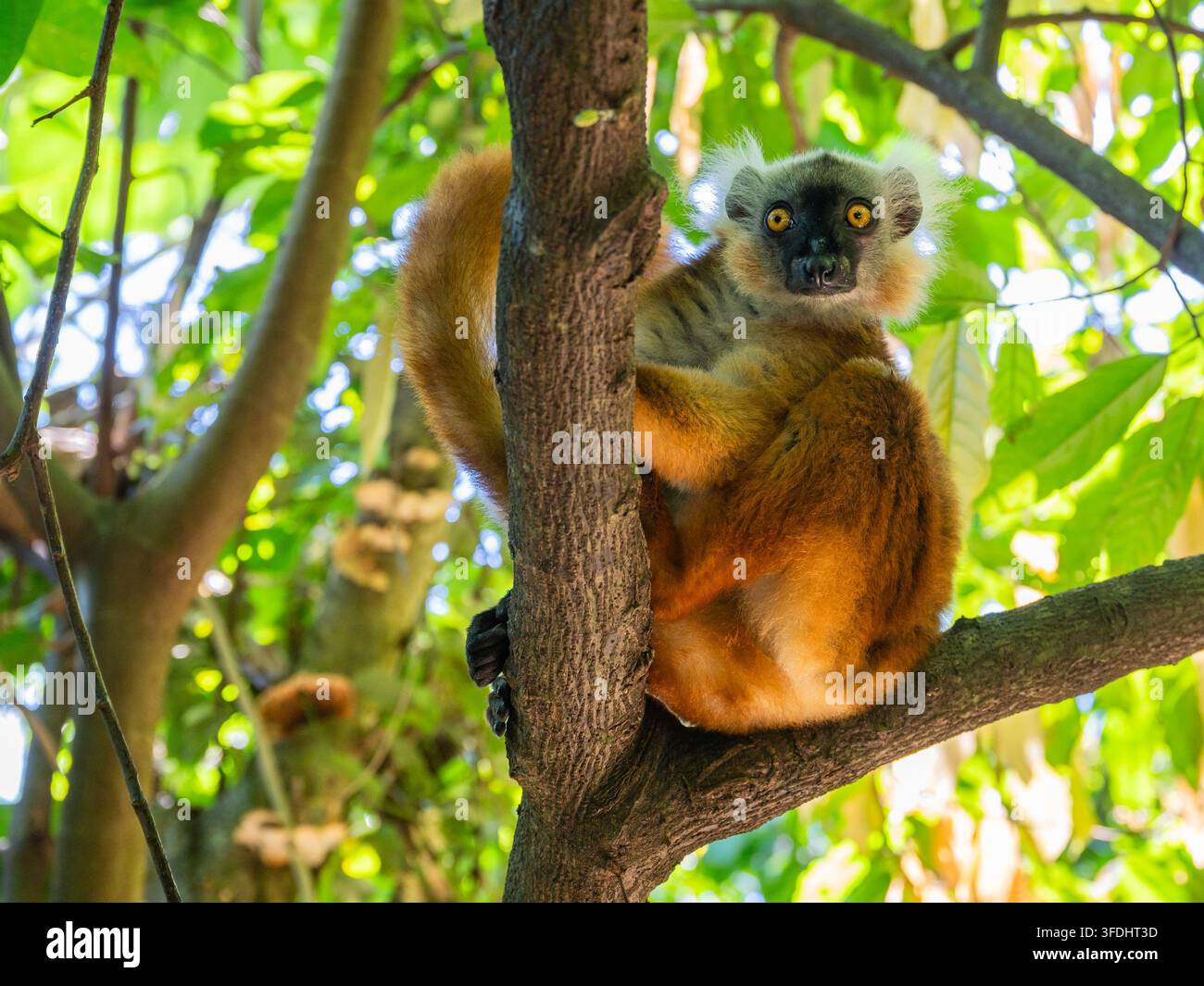 Weiblicher Schwarzer Lemur, der vom Baumstamm im tropischen Regenwald der Insel Nosy Komba, Madagaskar, blickt Stockfoto