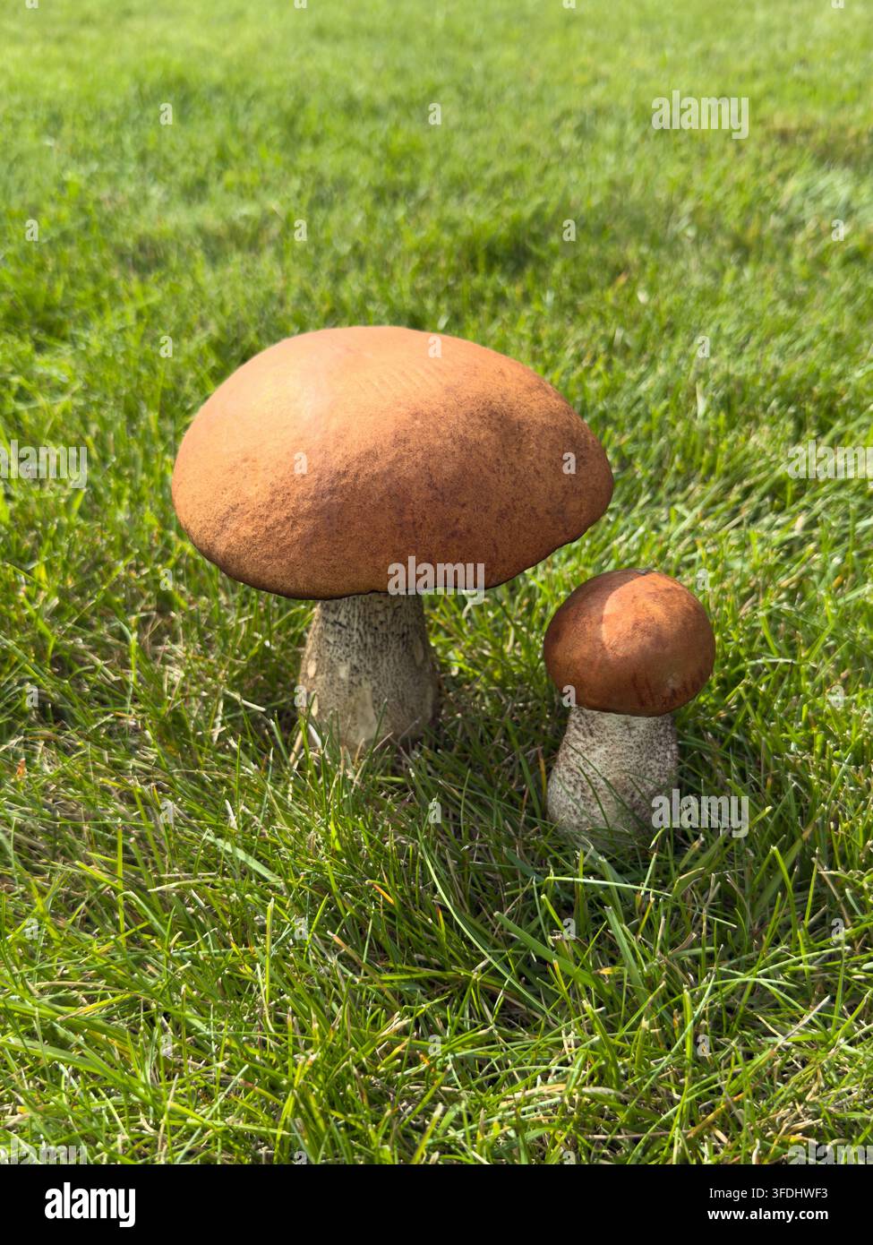 Wald-Essenspilz (lat. Leccinum scabrum, allgemein bekannt als Birkenpilz, rau-stieliger Pilz oder Scaber-Stiel) wachsen in frischem Grün - Smartphone-aufgenommenes Stockfoto