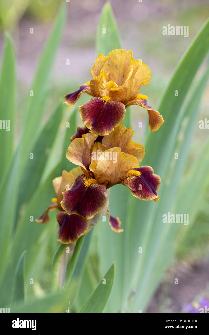 Nahaufnahme einer wunderschönen, kräftigen maroon-gelben Iris vor einem unscharfen Gartenhintergrund, UK-Garten, England Stockfoto