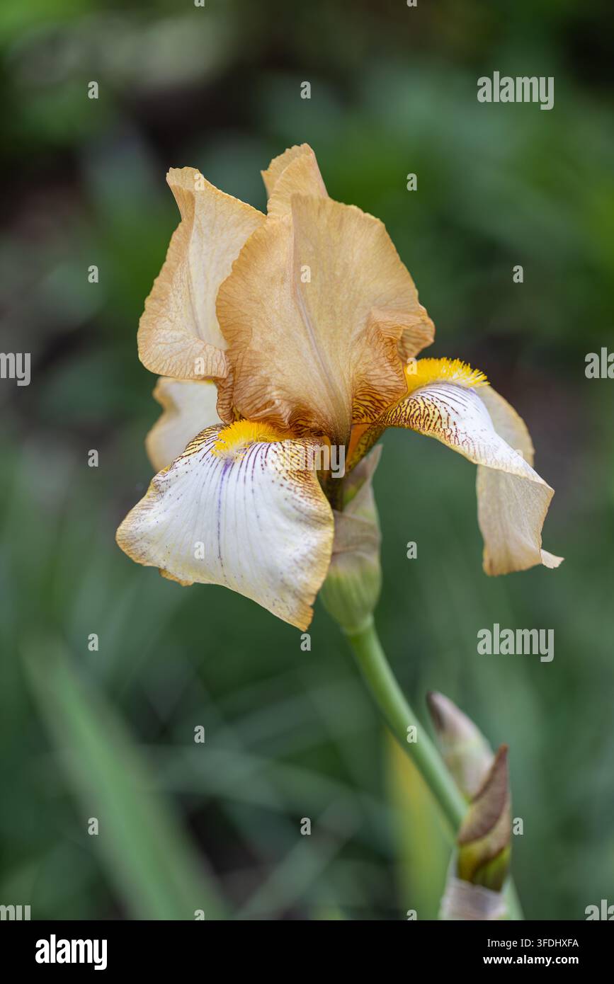 Nahaufnahme einer wunderschönen, kräftigen goldbraunen Iris vor einem unscharfen Gartenhintergrund, UK-Garten, England Stockfoto