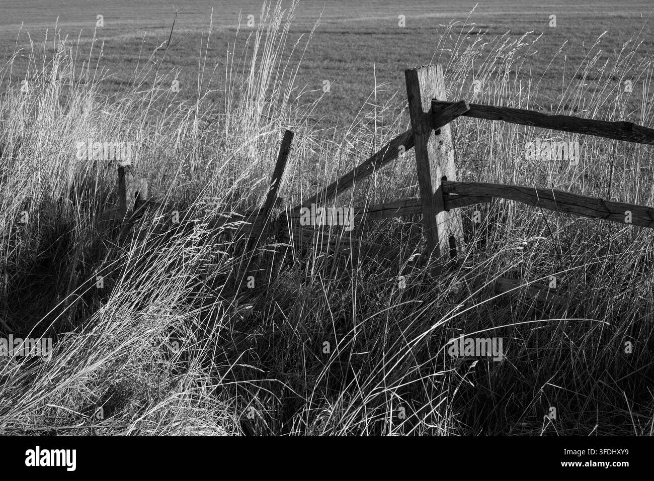 Monochromes Bild eines zerbrochenen Holzzauns am Feldrand mit hohem Gras bei gutem Licht, das einen ansprechenden und interessanten Blickfang für das Auge bildet Stockfoto