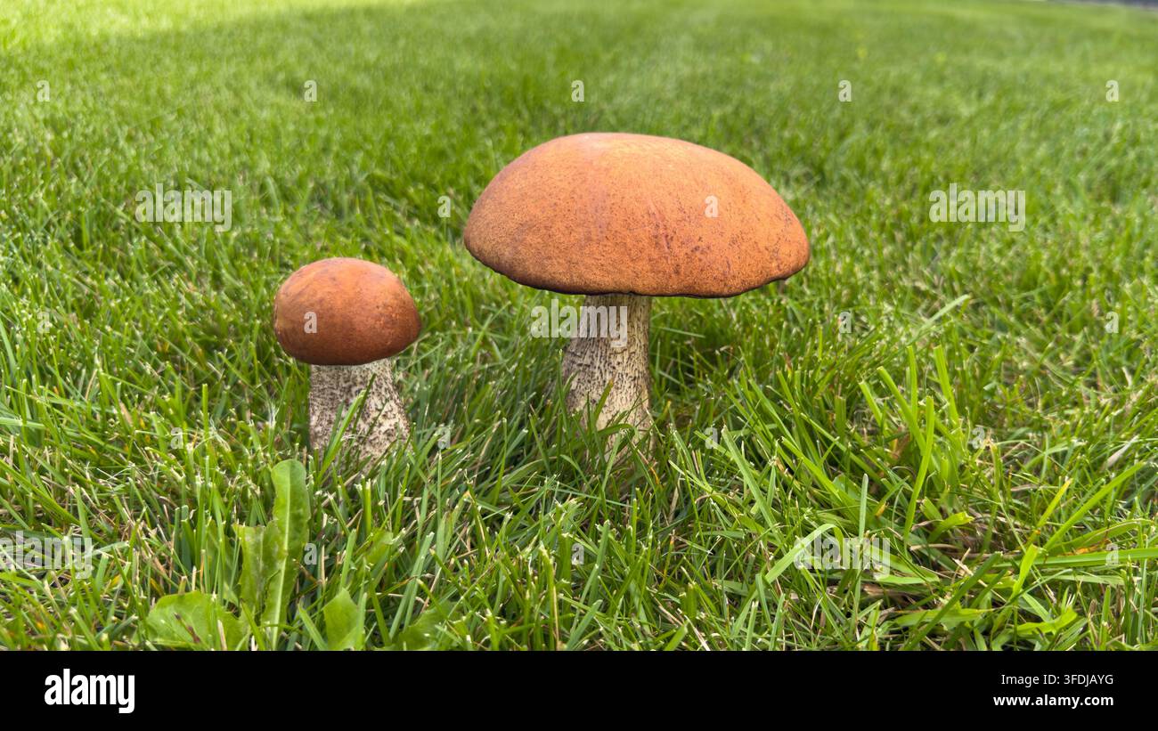Wald-Essenspilz (lat. Leccinum scabrum, allgemein bekannt als Birkenpilz, rau-stieliger Pilz oder Scaber-Stiel) wachsen in frischem Grün - Smartphone-aufgenommenes Stockfoto