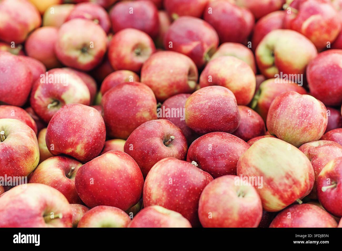 Frische Bio-Äpfel aus dem Garten geerntet, Nahaufnahme für Hintergrund Stockfoto