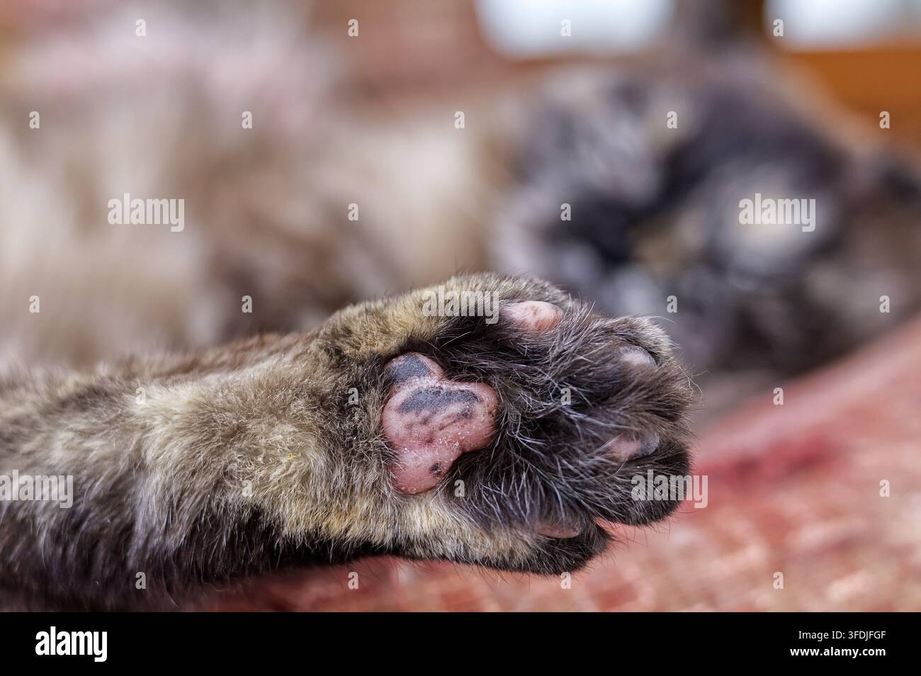 Makro-Nahaufnahme einer trockenen Katzenpfotenpfote mit schuppiger, abblätternder Haut. Veterinärkonzept von allergischer Katzenhaut, Pododermatitis, Dermatitis und Pfotenpflege für Haustiere. Stockfoto