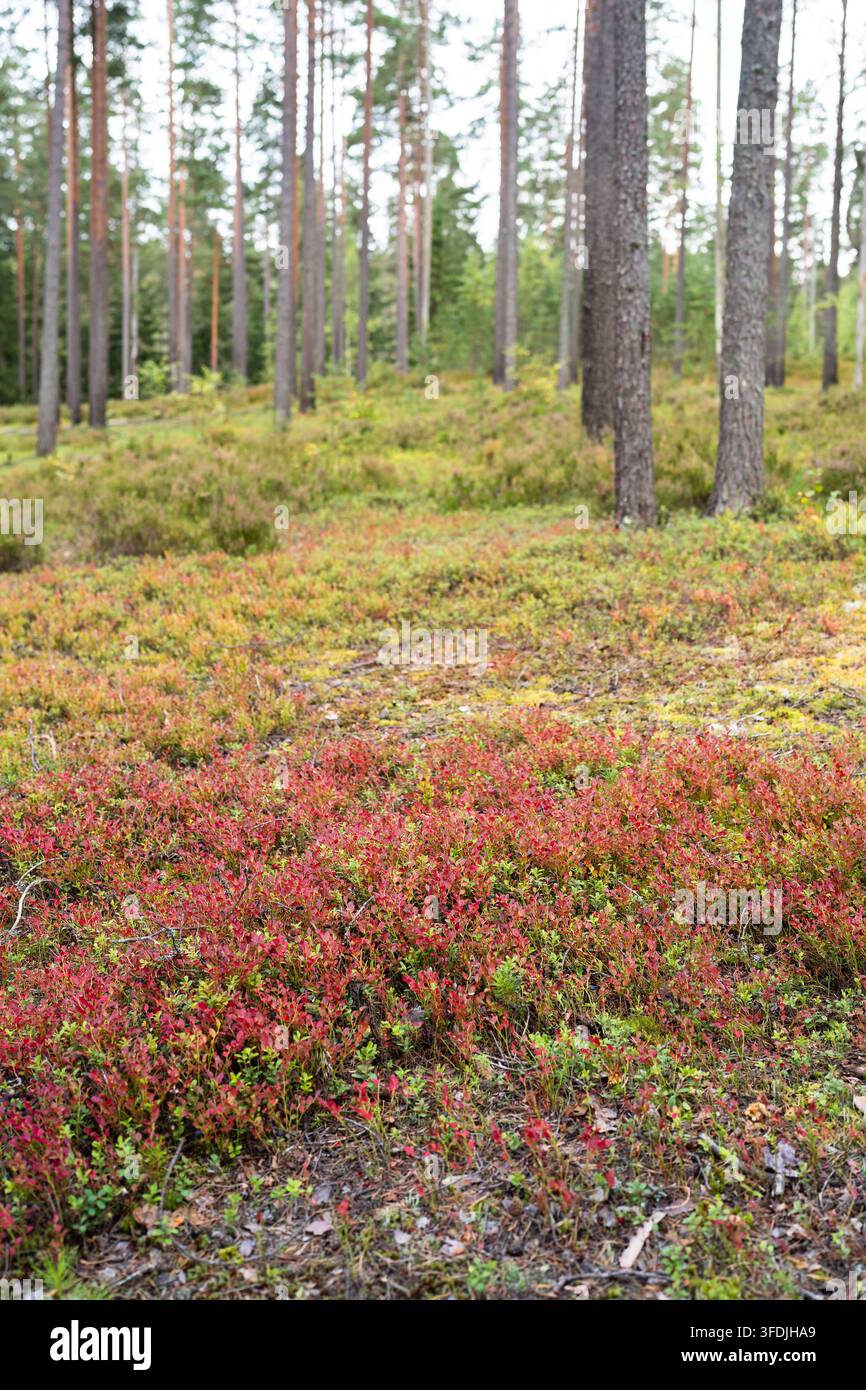 September-Kiefernwald mit roten Heidelbeersträuchern, die frühe Anzeichen des saisonalen Herbstwechsels zeigen Stockfoto