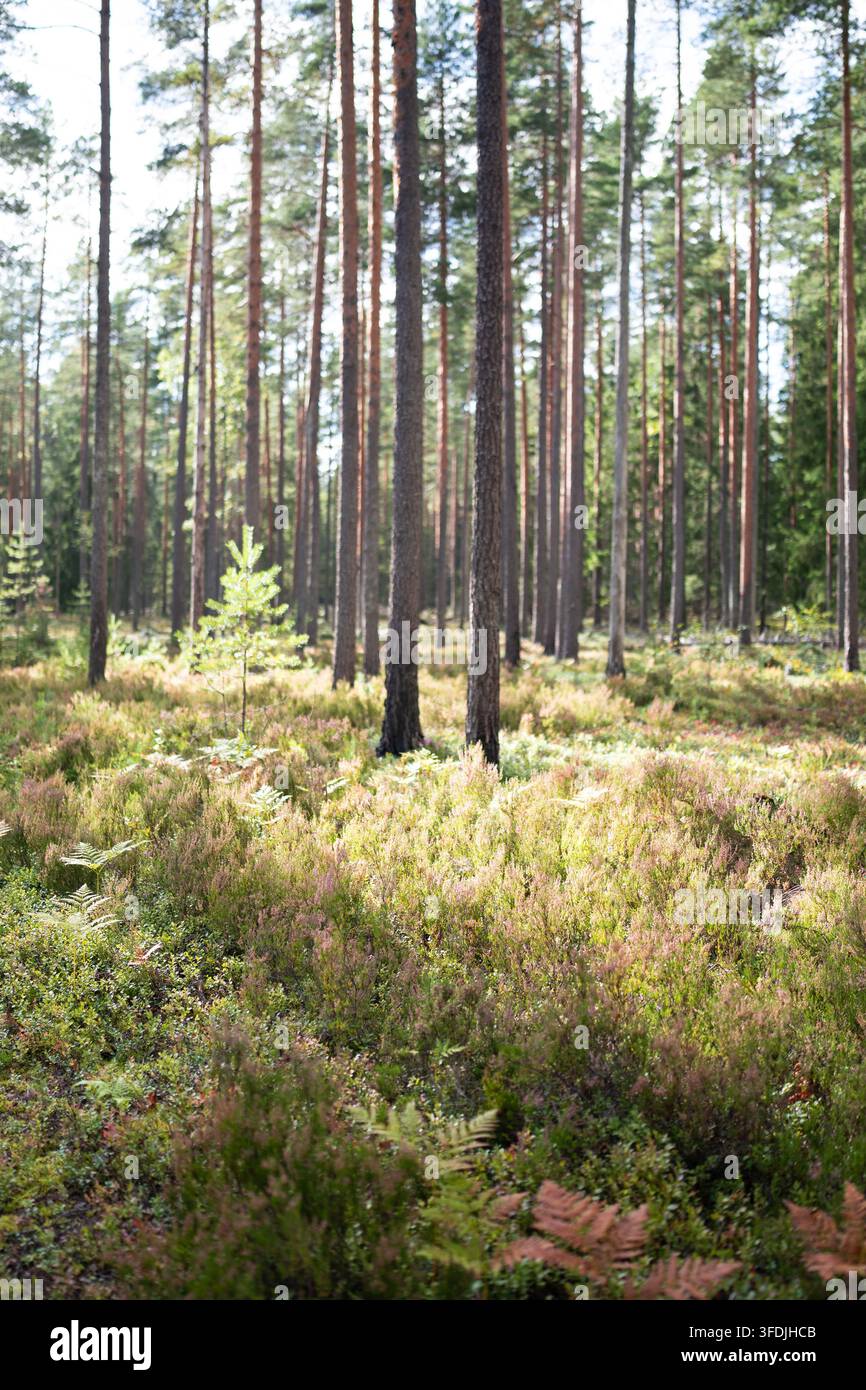 Hoher Kiefernwald mit farbenfroher Heide, Farnen und sanftem Sonnenlicht während eines friedlichen frühen Herbstes Stockfoto