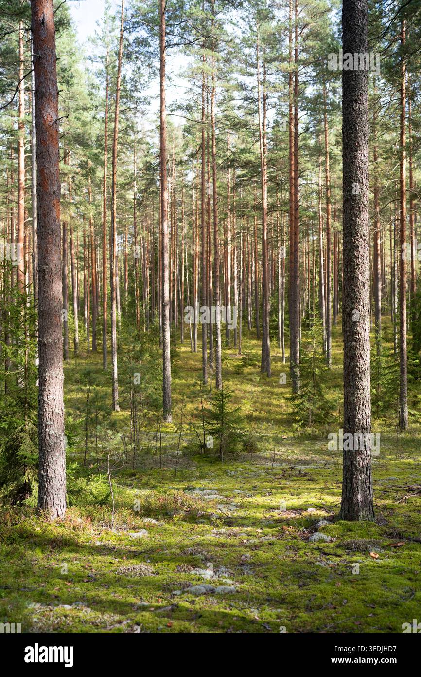 Herbstsaison. Sonnenbeschienener Kiefernwald mit hohen Bäumen und moosbedecktem Boden in ruhigem natürlichem Waldland Stockfoto