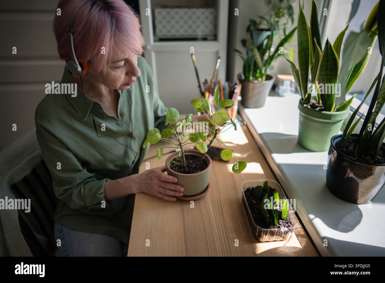Frau mit rosa Haaren hält einen getopften Pilea neben Zamiokulkas an einem sonnigen Heimgartensarbeitsplatz. Stockfoto