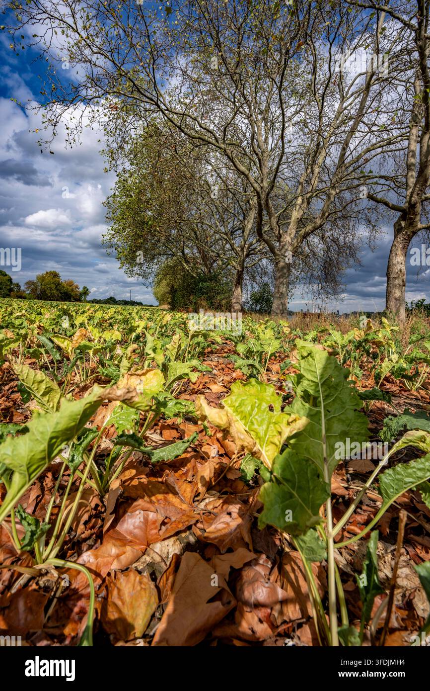 Ein Zuckerrübenfeld; die Pflanzen sind eher klein, viel zu klein und teilweise verdorrt; welkes Laub liegt zwischen den Pflanzen, vom benachbarten Pl Stockfoto