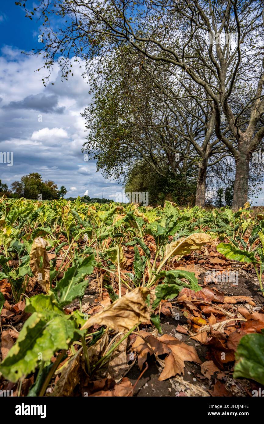 Ein Zuckerrübenfeld; die Pflanzen sind eher klein, viel zu klein und teilweise verdorrt; welkes Laub liegt zwischen den Pflanzen, vom benachbarten Pl Stockfoto