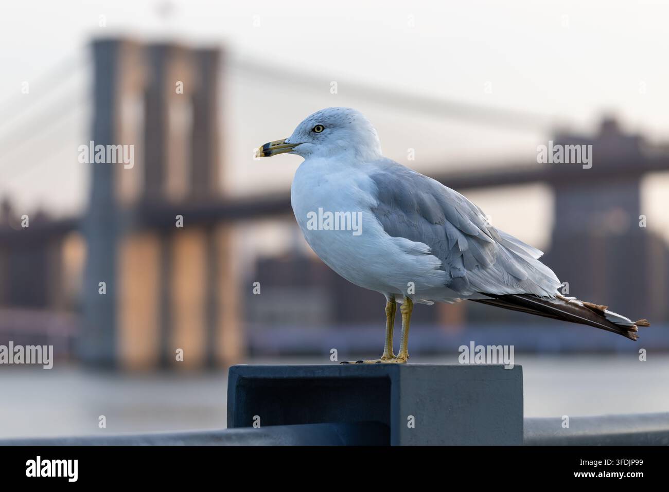 Eine Ringelmewe ruht auf einem Pierpfosten mit der ikonischen Brooklyn Bridge im sanft verschwommenen Hintergrund in Brooklyn, New York. Stockfoto