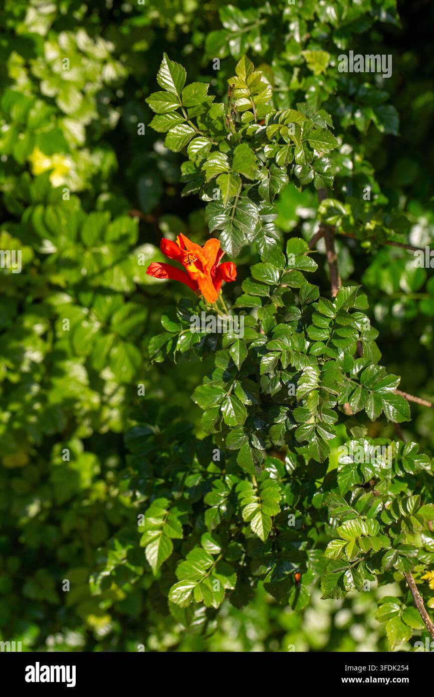 Lebendige orangefarbene Kap-Honeysuckle (Tecomaria capensis) Blüte im hellen Sonnenlicht Stockfoto