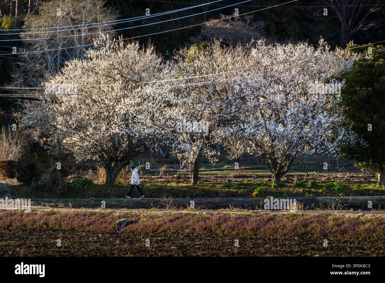 Pfad gesäumt von Pflaumenblüten in voller Blüte Stockfoto