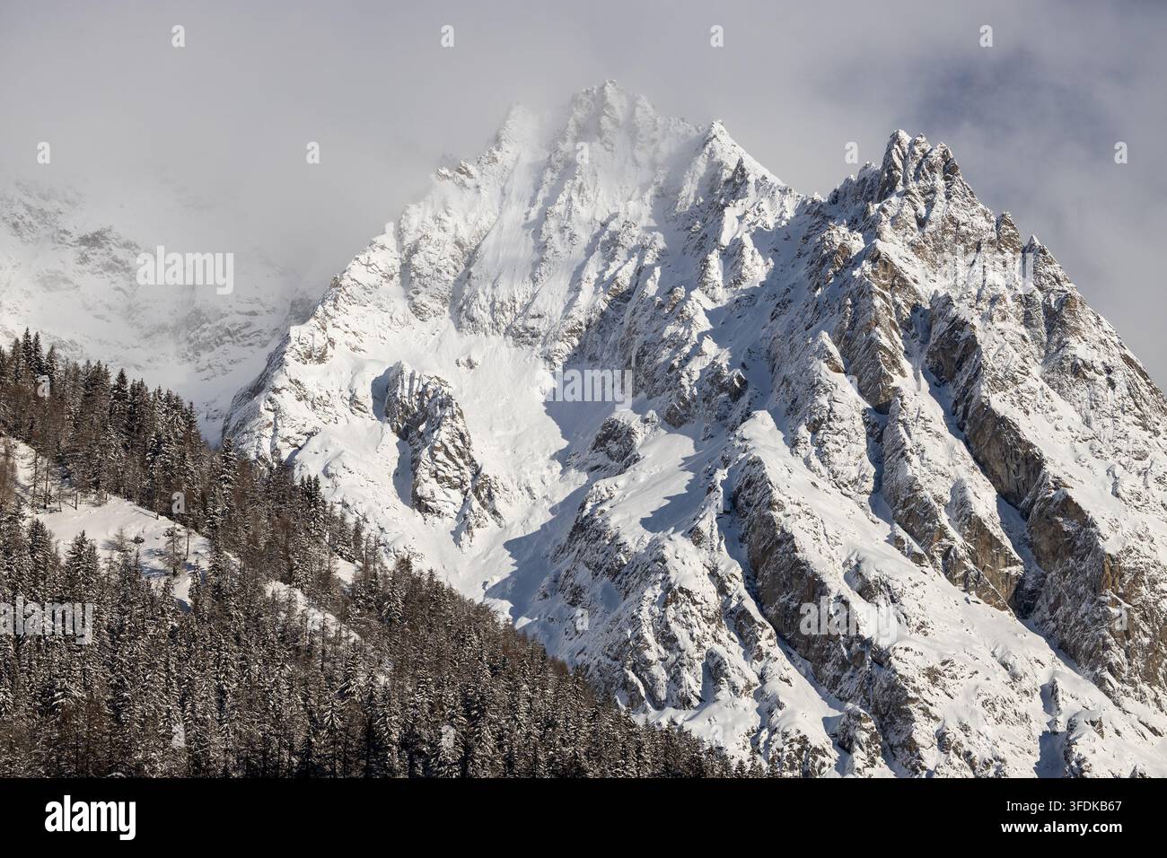 Blick auf die schneebedeckten Gipfel des Massiccio del Monte Bianco, die sich im Winter über einem dichten Kiefernwald erheben, Valle d'Aosta, Italien. Stockfoto