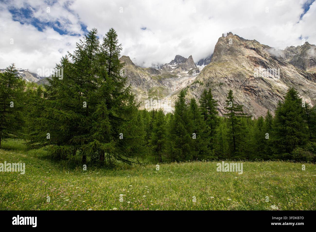 Blick auf das Massiccio del Monte Bianco, das über einer üppigen grünen Wiese mit Wildblumen und einem dichten Kiefernwald unter einem bewölkten Himmel in der Valle aufragt Stockfoto