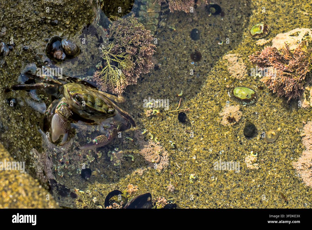 Scharfer Tiefenwinkelaufnahmen einer gestreiften Küstenkrabbe, die sich unter Korallenalgen und Napfschnecken im Gezeitenbecken von La Jolla, Kalifornien, tarnt. Stockfoto
