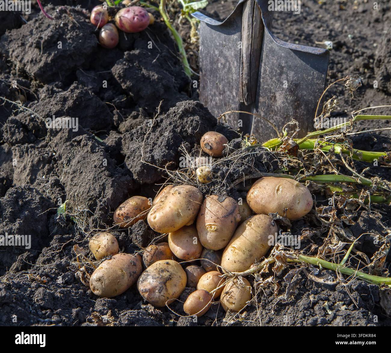 Kartoffelknollen, die aus dem Boden gegraben wurden, liegen vor dem Hintergrund einer Schaufel. Kartoffeln im Garten des Dorfes ausgraben. Stockfoto