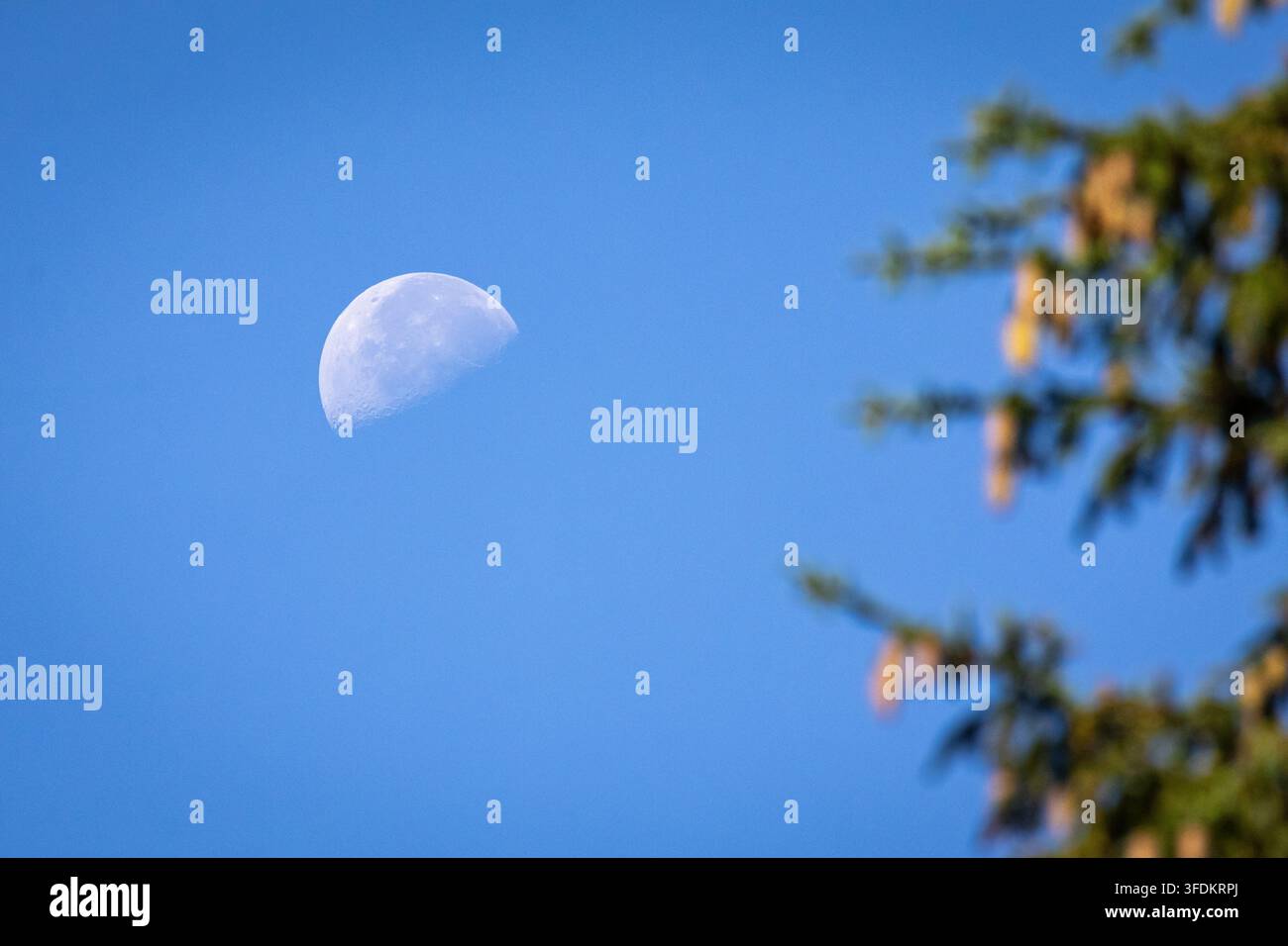 Halber Mond schwebt über einem klaren blauen Tageshimmel, während ein weicher Bokeh aus immergrünen Nadeln die Szene rechts einrahmt und einen ruhigen, minimalen Naturmoment schafft Stockfoto