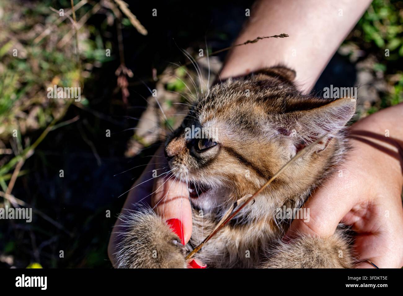 Winziges Kätzchen miaut mit erhobenen Pfoten, während es sicher von Händen unter starkem Sonnenschein gehalten wird. Der ausdrucksstarke Tabby zeigt spielerischen Geist und große Persönlichkeit du Stockfoto
