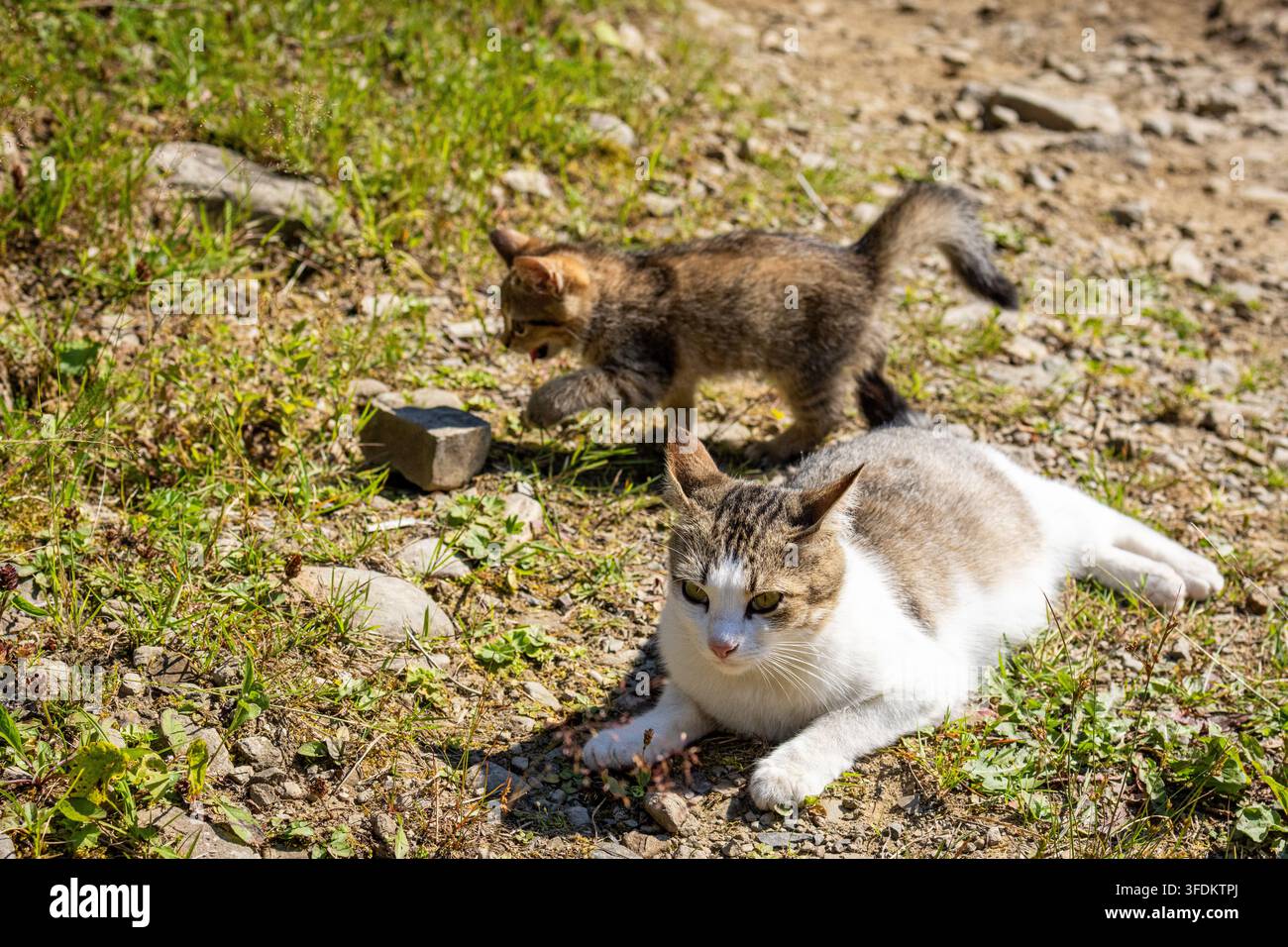 Weiße und getigerte Katze liegt entspannt, während ein mutiges Kätzchen einen Stein in der Nähe beschnuppert. Sanfte Schatten und verstreute Kiesel bilden eine einfache Szene von Geduld und Führung d Stockfoto