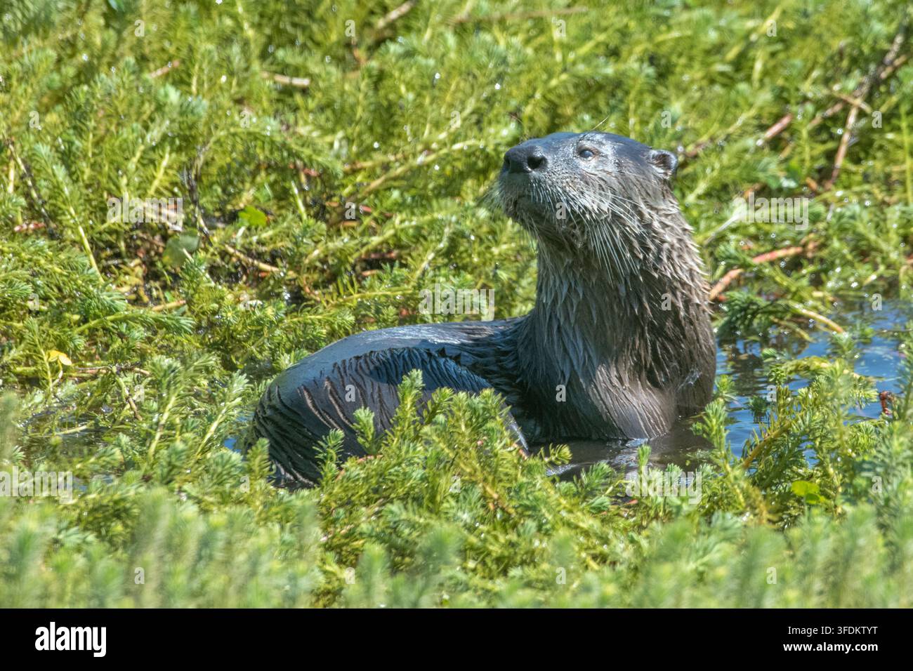 Nordamerikanischer Flussotter (Lontra canadensis) aus Nordkalifornien, USA. Stockfoto