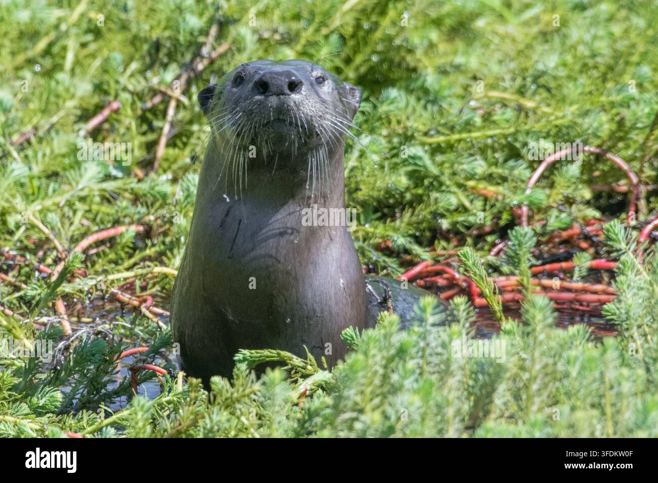 Nordamerikanischer Flussotter (Lontra canadensis) aus Nordkalifornien, USA. Stockfoto