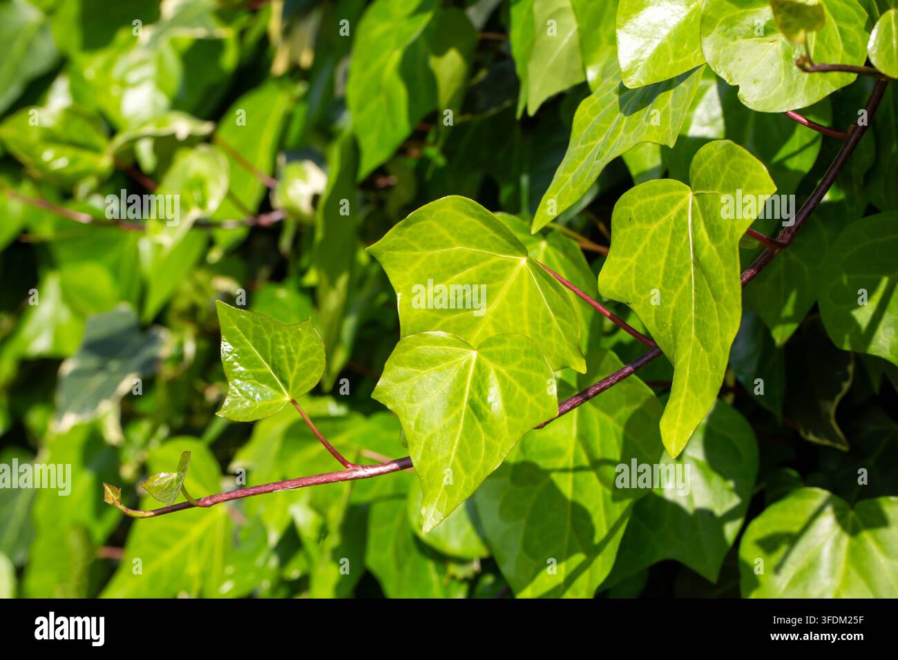 Üppige grüne englische Efeublätter (Hedera helix) Stockfoto